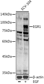 EGR1 Rabbit pAb