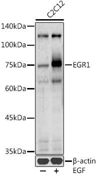 EGR1 Rabbit pAb
