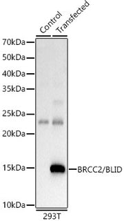 BRCC2/BLID Rabbit pAb
