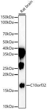 C10orf32 Rabbit pAb