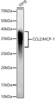 CCL2/MCP-1 Rabbit pAb