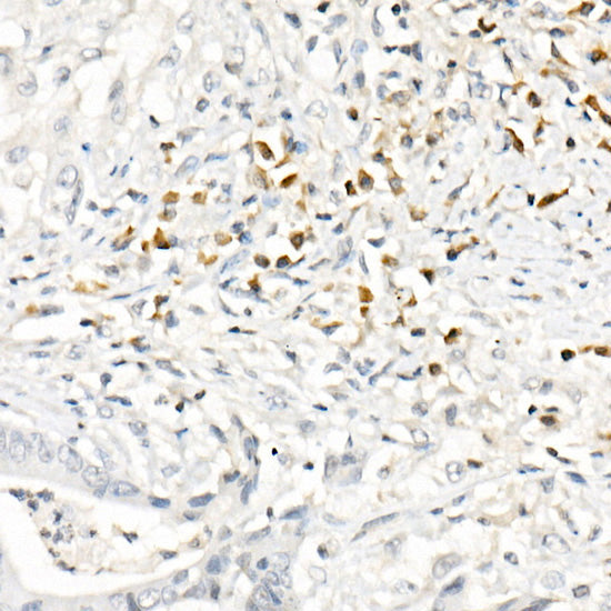 CCL2/MCP-1 Rabbit pAb