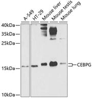 CEBPG Rabbit pAb