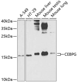 CEBPG Rabbit pAb