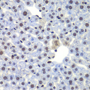 CEBPG Rabbit pAb