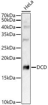 DCD Rabbit pAb