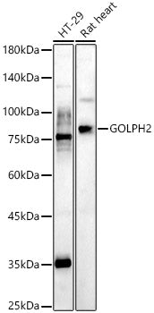 GOLPH2 Rabbit pAb