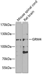GRM4 Rabbit pAb