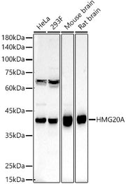 HMG20A Rabbit pAb
