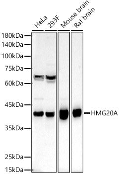 HMG20A Rabbit pAb