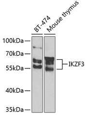 IKZF3 Rabbit pAb