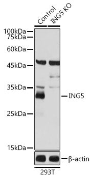 [KO Validated] ING5 Rabbit pAb