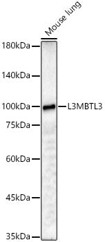 L3MBTL3 Rabbit pAb