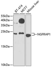 NGFRAP1 Rabbit pAb
