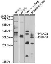PRKAG1 Rabbit pAb