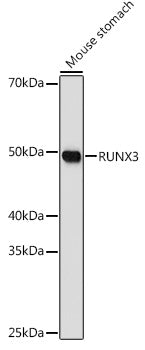 RUNX3 Rabbit pAb
