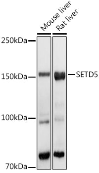 SETD5 Rabbit pAb