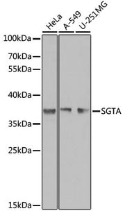 SGTA Rabbit pAb