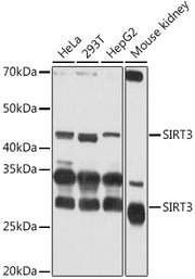 SIRT3 Rabbit pAb