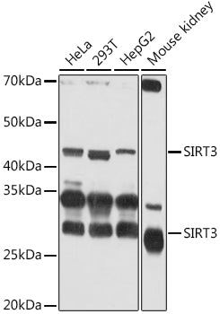 SIRT3 Rabbit pAb