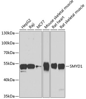 SMYD1 Rabbit pAb