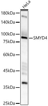 SMYD4 Rabbit pAb