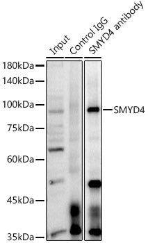 SMYD4 Rabbit pAb