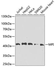 MPI Rabbit pAb