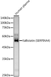Kallistatin (SERPINA4) Rabbit pAb