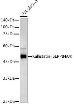 Kallistatin (SERPINA4) Rabbit pAb