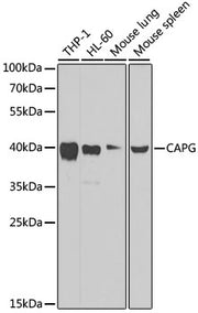 [KO Validated] CAPG Rabbit pAb
