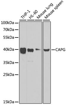 [KO Validated] CAPG Rabbit pAb
