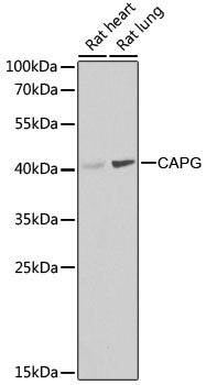 [KO Validated] CAPG Rabbit pAb