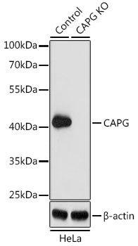 [KO Validated] CAPG Rabbit pAb