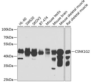 CSNK1G2 Rabbit pAb