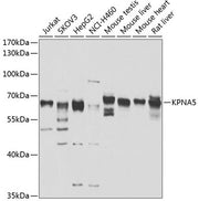 KPNA5 Rabbit pAb