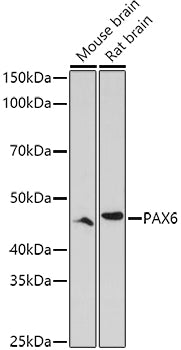 PAX6 Rabbit pAb