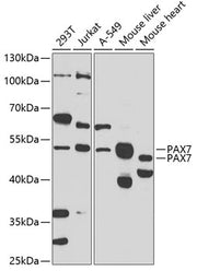 PAX7 Rabbit pAb