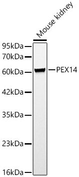 PEX14 Rabbit pAb