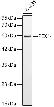 PEX14 Rabbit pAb