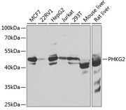 PHKG2 Rabbit pAb