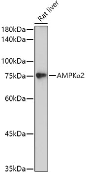 [KO Validated] AMPKα2 Rabbit pAb
