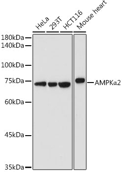 [KO Validated] AMPKα2 Rabbit pAb