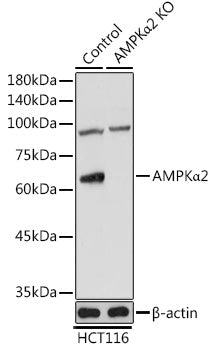 [KO Validated] AMPKα2 Rabbit pAb
