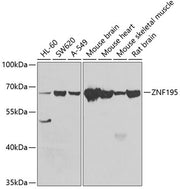 ZNF195 Rabbit pAb