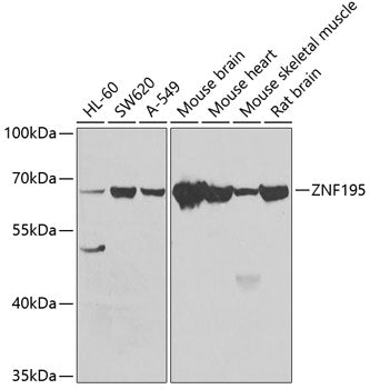 ZNF195 Rabbit pAb