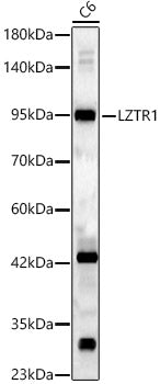 LZTR1 Rabbit pAb