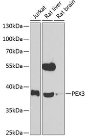 PEX3 Rabbit pAb