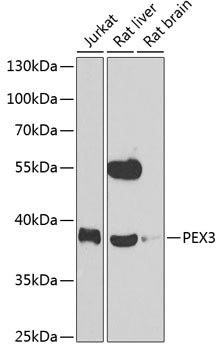 PEX3 Rabbit pAb