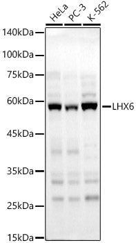 LHX6 Rabbit pAb